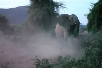 Sư tử vồ con, voi mẹ giận dữ tung đòn nghênh chiến