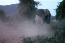 Sư tử vồ con, voi mẹ giận dữ tung đòn nghênh chiến