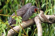 Sự thật thú vị về loài chim tàn ác bậc nhất thế giới