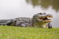 Mổ bụng cá sấu khổng lồ, thấy cảnh bi thảm