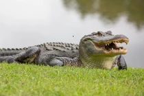 Mổ bụng cá sấu khổng lồ, thấy cảnh bi thảm