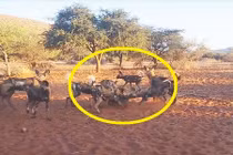 Đàn chó hoang cùng nhau xé xác lợn rừng