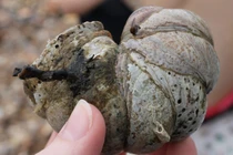 Động vật chuyển giới kỳ quặc: Va chạm cơ thể là... đổi giới