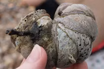 Động vật chuyển giới kỳ quặc: Va chạm cơ thể là... đổi giới