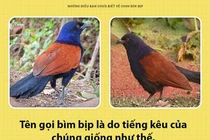 Điều bất ngờ ít biết về loài chim có thể giữ nhà thay chó