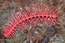 Top động vật lạ độc đáng sợ, chỉ ước không có trên Trái đất