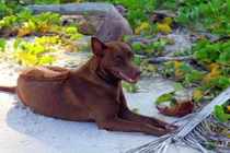 Giống chó xoáy Phú Quốc quý hiếm giờ còn ở những đâu? 