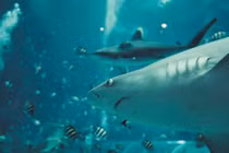 Vì sao cá mập lại phải chịu "tiếng xấu"?