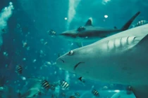 Vì sao cá mập lại phải chịu "tiếng xấu"?