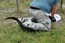 Liều lĩnh khống chế, ngồi lên đầu con cá sấu đi lạc