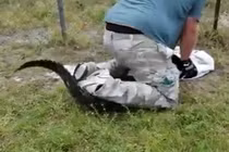 Liều lĩnh khống chế, ngồi lên đầu con cá sấu đi lạc