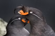 Loài chim có thể tự tạo mùi nước hoa riêng “thơm nức mũi“