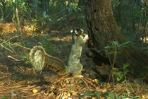 Sóc khổng lồ cao bằng đứa trẻ, ai cũng phát sốt