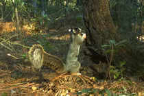 Sóc khổng lồ cao bằng đứa trẻ, ai cũng phát sốt