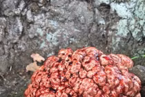 Loài cây lạ như “bộ não đẫm máu” mọc ra từ gốc cây 