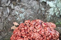 Loài cây lạ như “bộ não đẫm máu” mọc ra từ gốc cây 