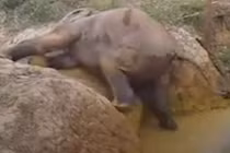 Kinh ngạc hình ảnh những loài động vật giúp nhau thoát nạn