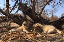 Đôi sư tử thụ tinh nhân tạo đầu tiên giờ ra sao? 