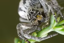 Kiểu nuôi con “dị” của những bà mẹ động vật lạ nhất