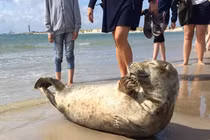 Ảnh động vật yêu chỉ có thể khiến tim bạn tan chảy (1)