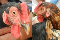 Gà “pê đê” có biệt tài gáy được 2 giọng trống, mái