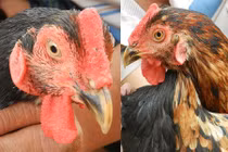 Gà “pê đê” có biệt tài gáy được 2 giọng trống, mái