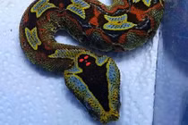 Khiếp đảm loài rắn độc với dấu hiệu "thần chết" ngay trên đầu