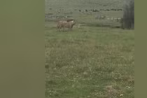 Chó con nổi cáu, dọa cặp sư tử sợ khiếp vía