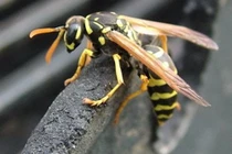 Cách nhận biết ong vò vẽ sát thủ giết nhiều người