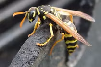 Cách nhận biết ong vò vẽ sát thủ giết nhiều người
