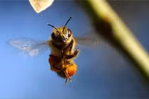 Điều ít biết về ong vò vẽ đốt chết người, phổ biến ở VN