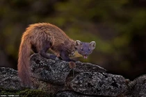 Choáng ngợp vẻ đẹp những bức ảnh động vật xuất sắc nhất