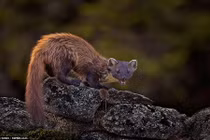 Choáng ngợp vẻ đẹp những bức ảnh động vật xuất sắc nhất