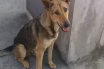 Chú chó không ngủ... thì ra là vì điều "đau thắt lòng" này