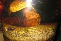 Chuyện dựng tóc gáy về rắn khổng lồ, dài 20m