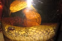 Chuyện dựng tóc gáy về rắn khổng lồ, dài 20m