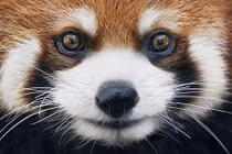 Ảnh đẹp mắt các loài động vật quý hiếm