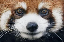 Ảnh đẹp mắt các loài động vật quý hiếm