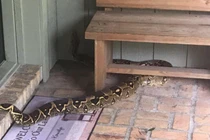 Trăn khủng chặn cửa nhà dân gây rùng mình