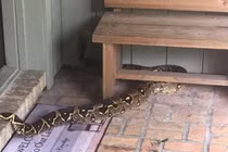 Trăn khủng chặn cửa nhà dân gây rùng mình