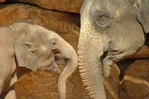 Hội chứng lạ và kỳ quặc nhất chỉ có ở loài vật