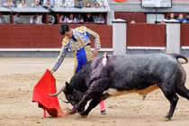 Hãi hùng bò tót húc thẳng vào chỗ hiểm người đấu bò