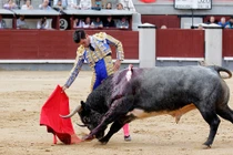 Hãi hùng bò tót húc thẳng vào chỗ hiểm người đấu bò