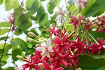 Trồng hoa sử quân tử dây leo cho tường nhà thêm rực rỡ 