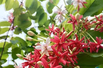 Trồng hoa sử quân tử dây leo cho tường nhà thêm rực rỡ 