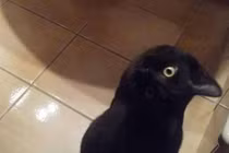 Sự thật sinh vật đen gây tranh cãi, Google cũng bị lừa