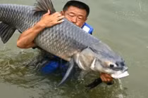 Khiếp đảm "sát thủ" vật lộn với "quái cá" chép khổng lồ