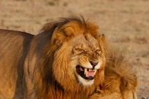 Đi tìm bạn tình, sư tử đực cười tít mắt
