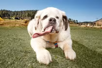 Kỷ lục Guinness động vật kỳ quặc: Khi chó, mèo... góp mặt