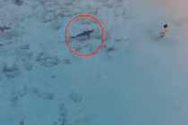 Rợn người cá mập lặng lẽ áp sát bé trai đang tắm biển